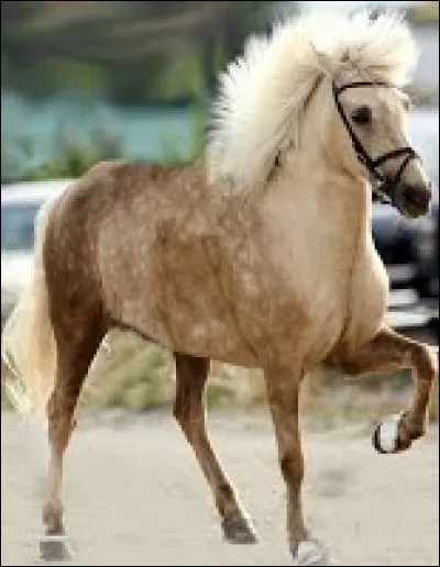 À quelle allure est ce cheval ?