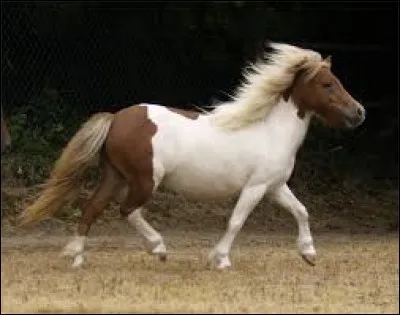 À quelle allure est ce cheval ?