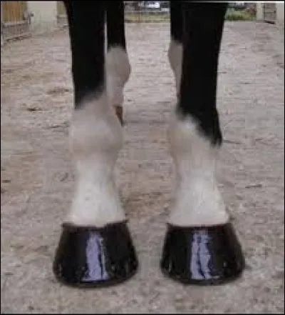 Comment s'appellent les marques blanches en bas des jambes de certains chevaux ?