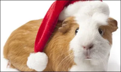 Si vous aimez la montagne, choisissez ce pays, à condition d'aimer cuisiner cet animal accompagné de pommes de terres !