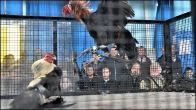 D'autres sont casaniers et n'ont pas envie d'aller très loin, et eux préfèrent ...