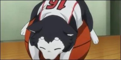 Qui garde le chien de Tetsuya Kuroko durant le finale contre Rakuzan ?