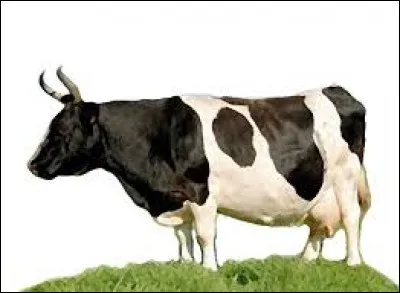 Laquelle de ces maladies n'est pas une maladie courante chez la vache ?