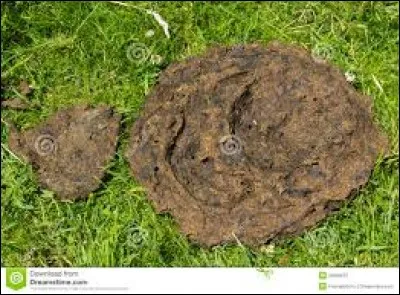 Combien de kilos de bouse la vache produit-elle par jour ?