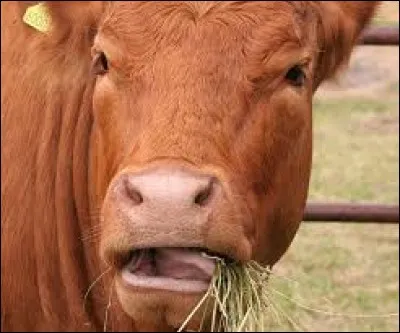 Combien la vache fait-elle de mastications ?