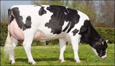 Combien d'estomacs a la vache ?