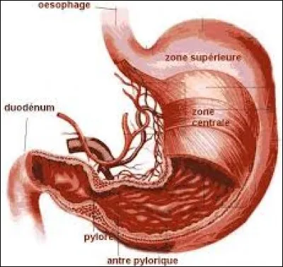 Quel est celui qui est comparable à l'estomac humain ?