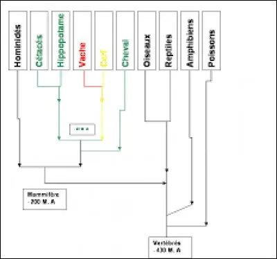 Parmi ces propositions, laquelle ne fait pas partie de la position systématique de la vache ?