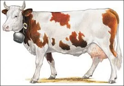 Quel est le nom scientifique de la vache ?
