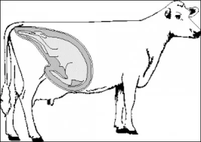 Combien de temps dure la gestation chez la vache ?