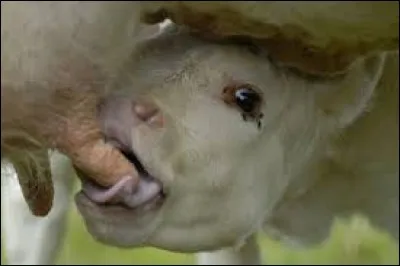 Combien de jours dure le cycle mensuel de la vache ?