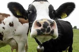Quiz Vaches