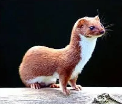 Quel est cet animal ?