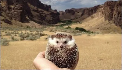 Le h&eacute;risson est :