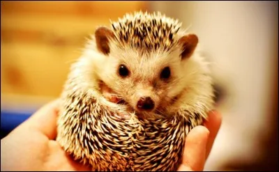 Combien de temps peut vivre un h&eacute;risson domestique ?