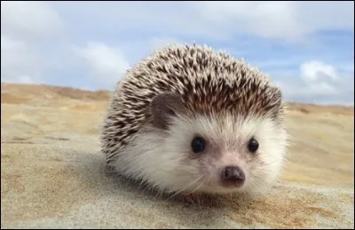 Quel est le nom latin du h&eacute;risson ?