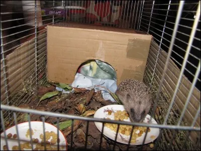 Quelle sorte de nourriture doit-on donner &agrave; un h&eacute;risson ?