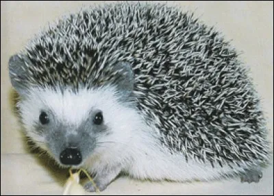 Combien de dents poss&egrave;de le h&eacute;risson ?