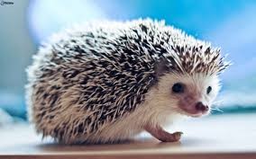 Quiz Animaux