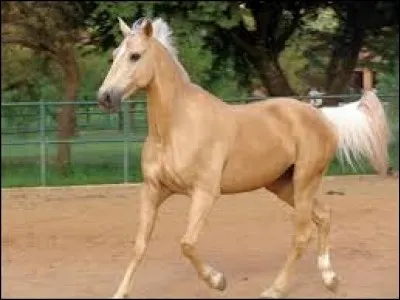 Quelle est la robe de ce cheval ?