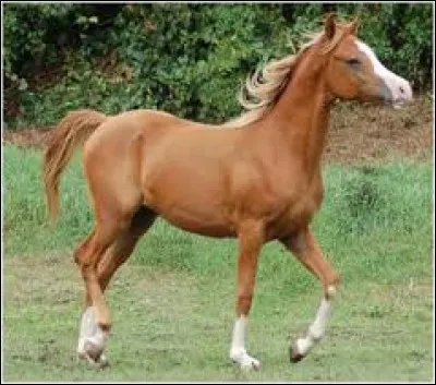 Quelle est la robe de ce cheval ?