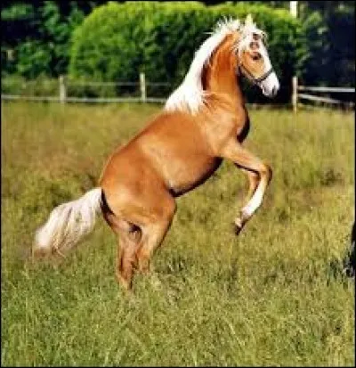 Quelle est la robe de ce cheval ?