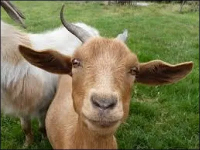 De quelle race s'agit-il ?