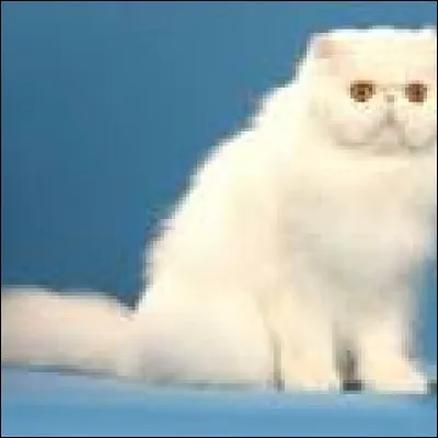 De quelle race s'agit-il ?