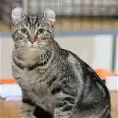 De quelle race s'agit-il ?