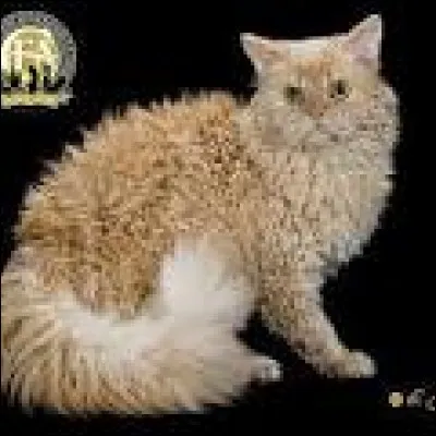 De quelle race s'agit-il ?