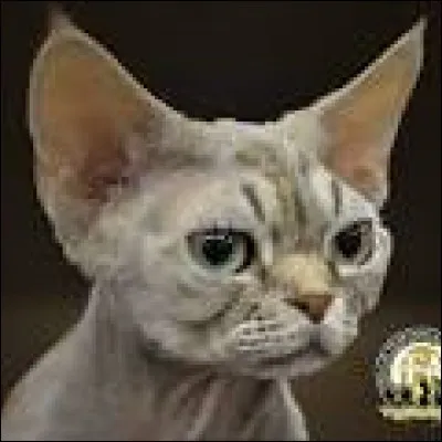 De quelle race s'agit-il ?