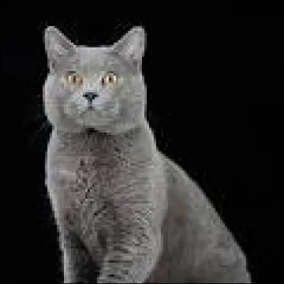 De quelle race s'agit-il ?