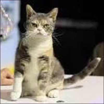 De quelle race s'agit-il ?