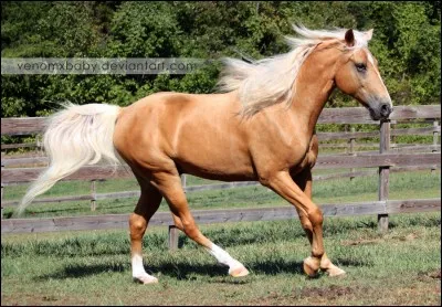 Comment appelle-t-on cette robe ?