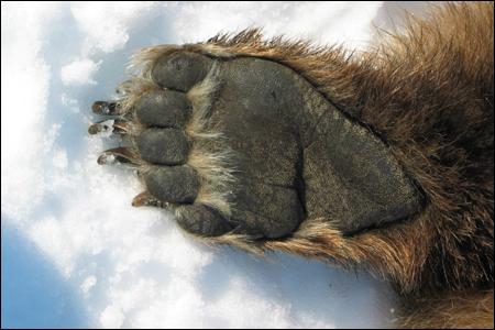 quel animal a 6 pattes