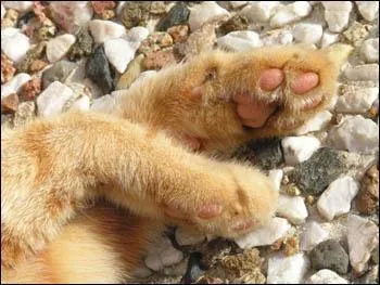 Ces pattes appartiennent  quel animal ?