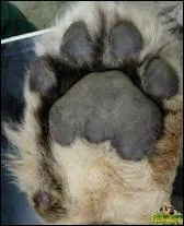 Cette patte appartient  quel animal ?