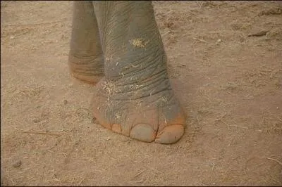 Ces pattes appartiennent  quel animal ?