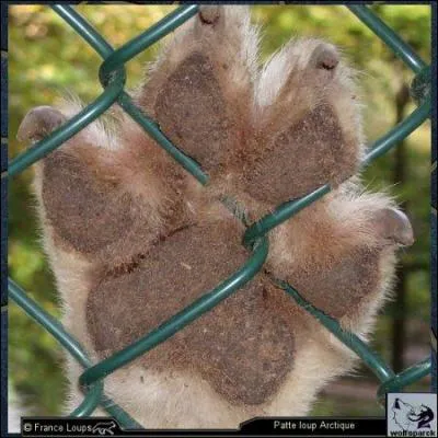 Cette patte appartient  quel animal ?