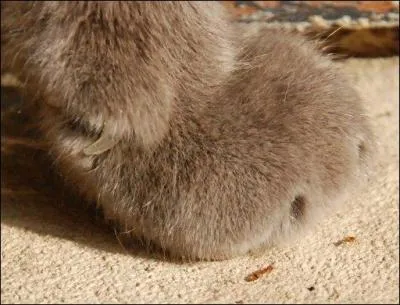 Cette patte appartient  quel animal ?