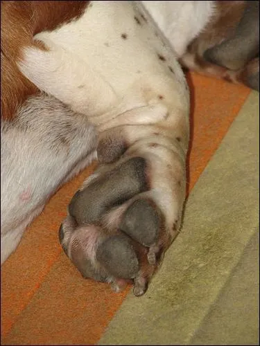 Cette patte appartient  quel animal ?