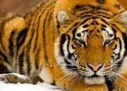 Quiz Enfant - Quel est cet animal ?