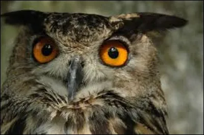 Quel est cet animal ?