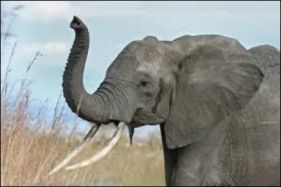 Il a peur des souris...