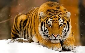 Quiz Animaux