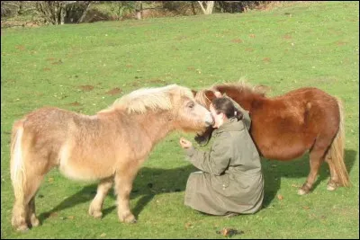 Quels équidés détiennent des records ?