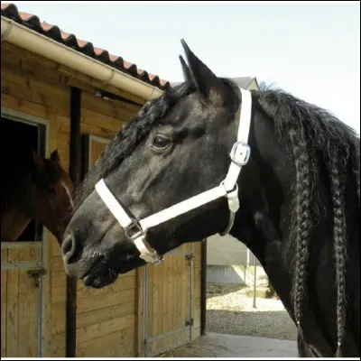 Sur quelle partie du licol se trouve l'anneau d'attache ?