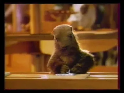 Et alors la marmotte, elle met le ... dans le papier d'alu !