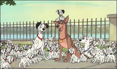 Il faut avoir sa peau comme je l'ai fait avec les.....dalmatiens