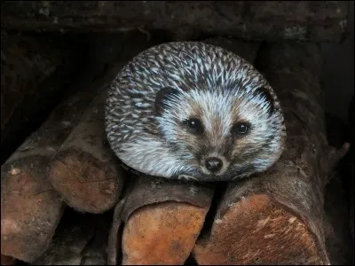 Le hérisson est insectivore.